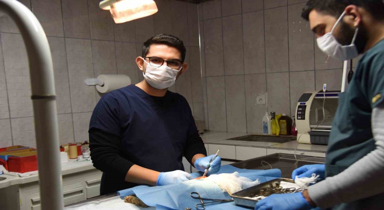 Bilecikte 3 köpeğe sezaryen operasyonu gerçekleştirildi