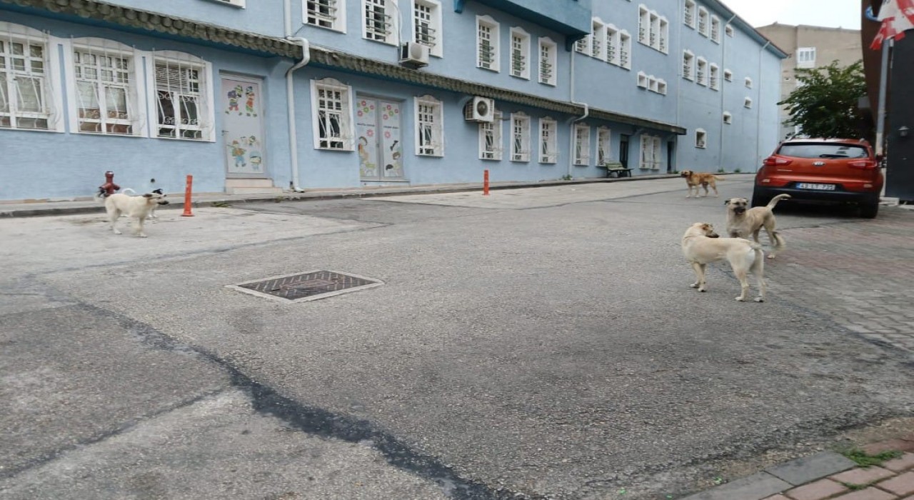 Bilecikte başıboş köpekler yüzünden vatandaşlar sokağa çıkamıyor
