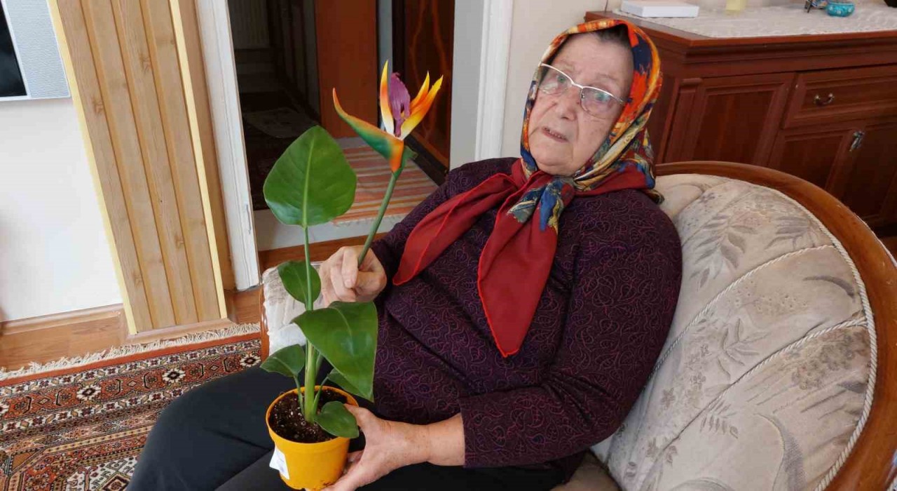 Canlı diye aldığı çiçek ‘plastik çıkınca BİMi savcılığa şikayet etti
