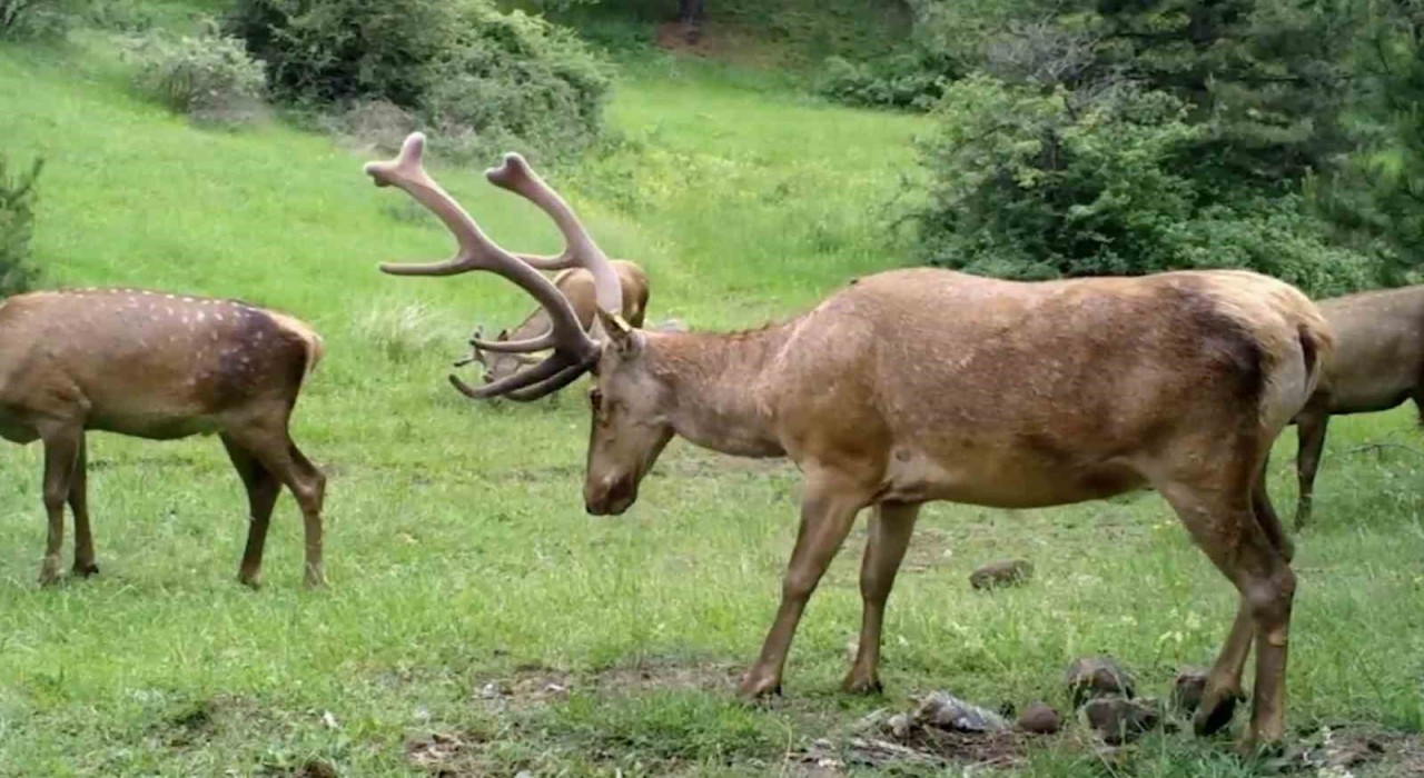 Çorumdaki yaban hayat fotokapana yansıdı