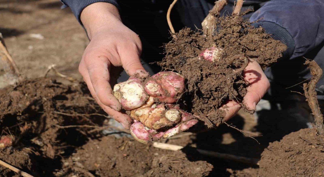 Doğada kendiliğinden yetişen yer elmasını, patates gibi ekip çoğaltmayı başardı