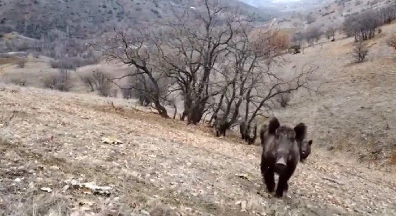 Elazığda domuz sürüleri görüntülendi