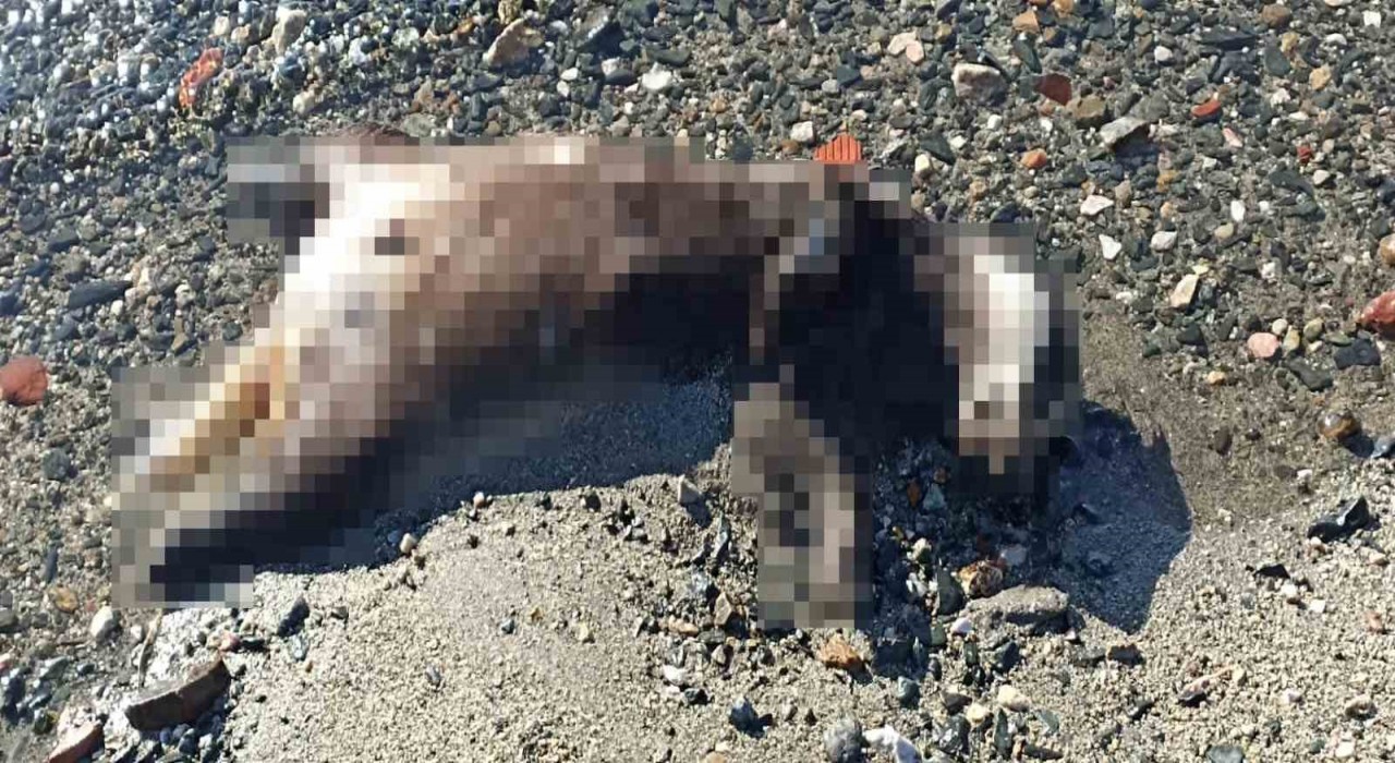 Erdekte sahile vuran ölü porsuk şaşırttı