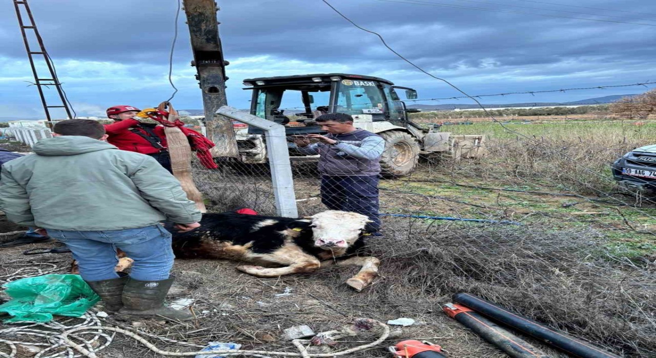 Gömeçte kuyuya düşen ineğin imdadına itfaiye yetişti