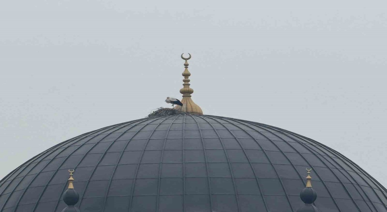 Iğdırın simgesi leylekler bu yıl da şehri terk etmedi