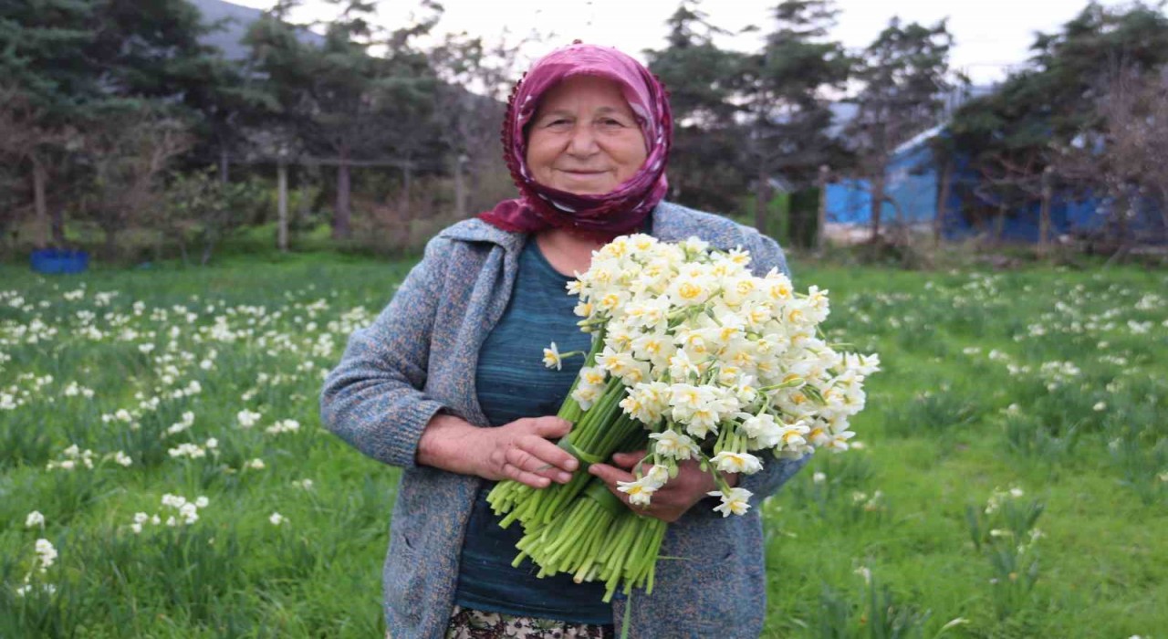 Karaburunu nergis kokusu sardı