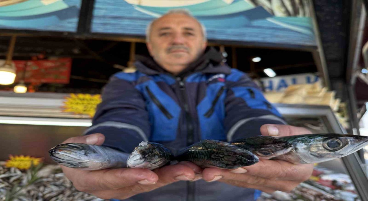 Karadenizde palamut sezonu yeniden açıldı