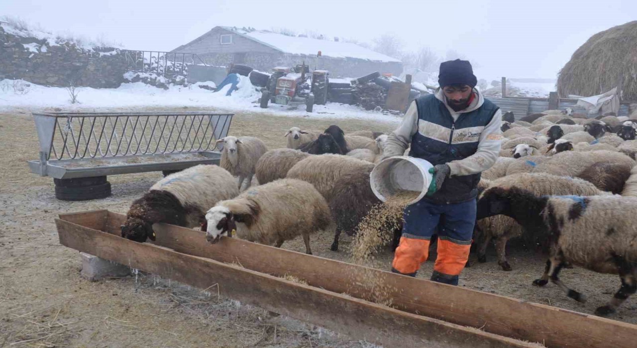 Karsta küçükbaş hayvancılık yapanlar çoban bulmakta zorluk çekiyor