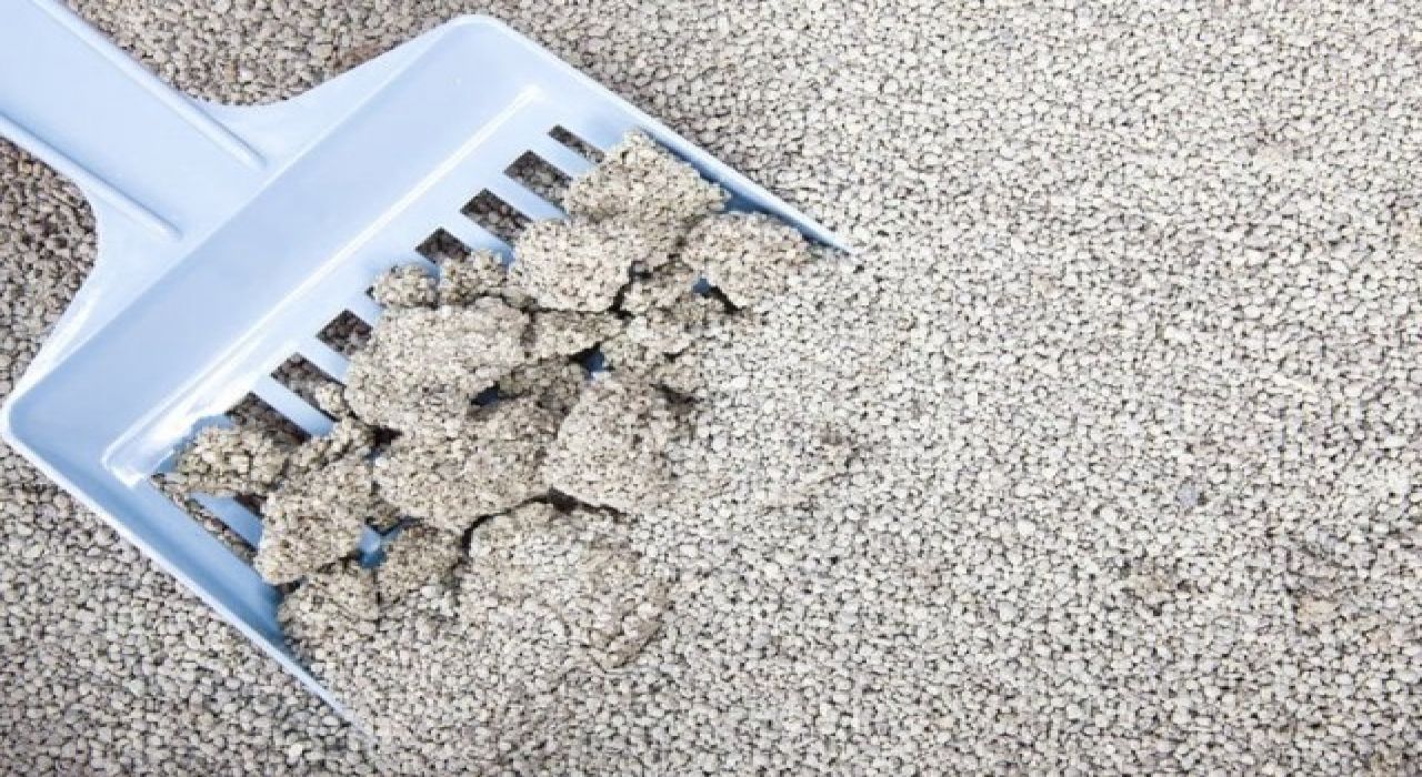 Kedinizin Konforu ve Hijyeni İçin Doğru Kedi Kumu Seçimi