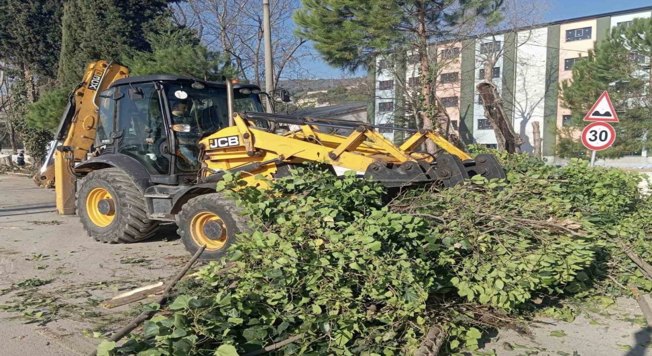 Körfezde ağaçların bakımı sürüyor