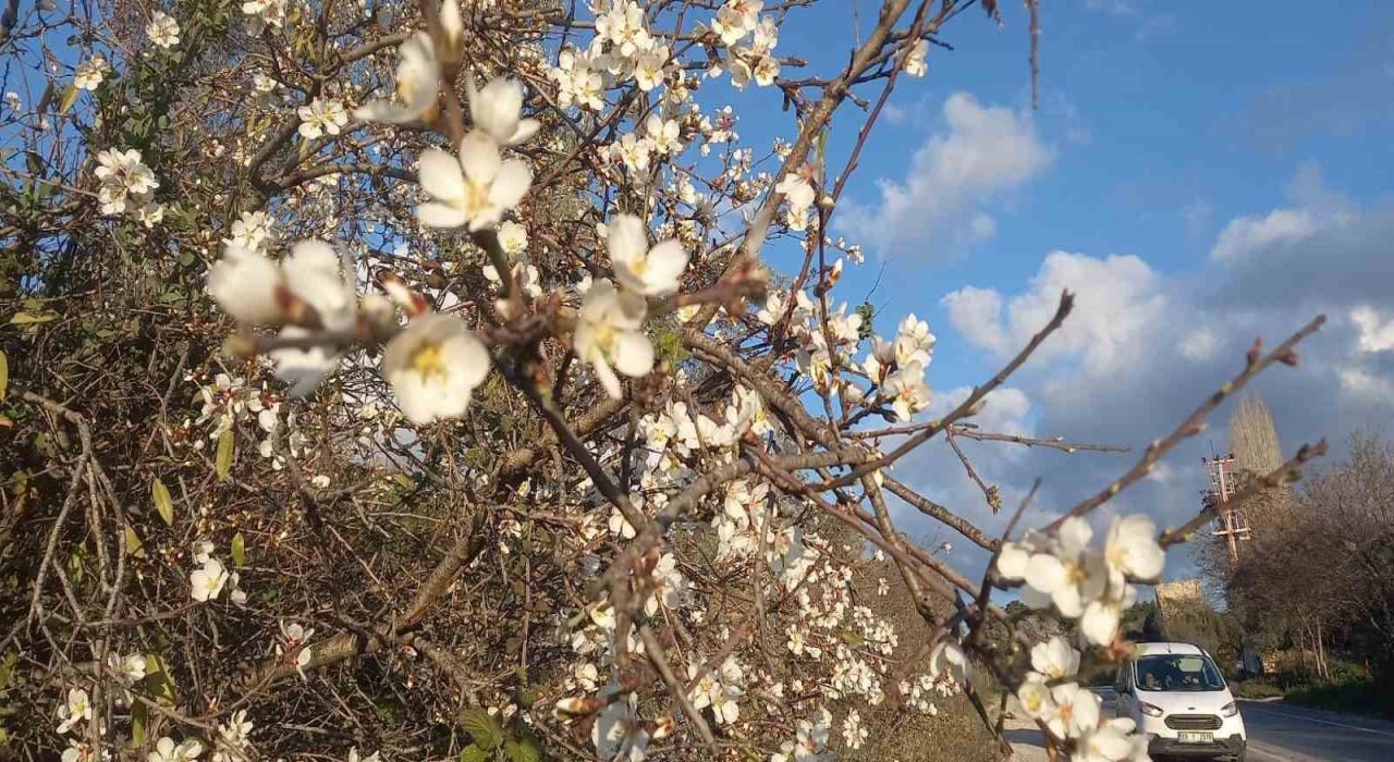 Kuşadasında bahar erken geldi