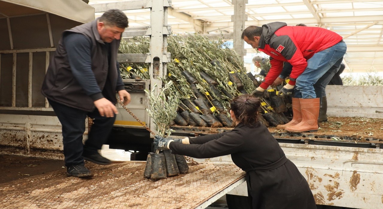 Muğlada 20 bin zeytin fidanı toprakla buluştu