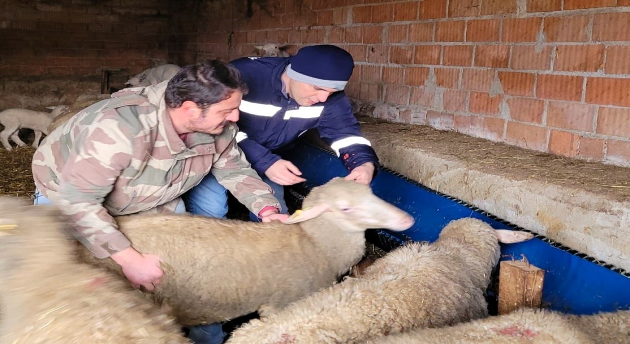 Pınarhisarda küçükbaş hayvanların küpeleri takıldı