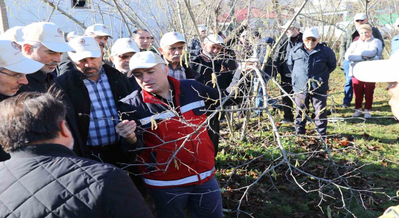 Samsunda fındık budama yarışması