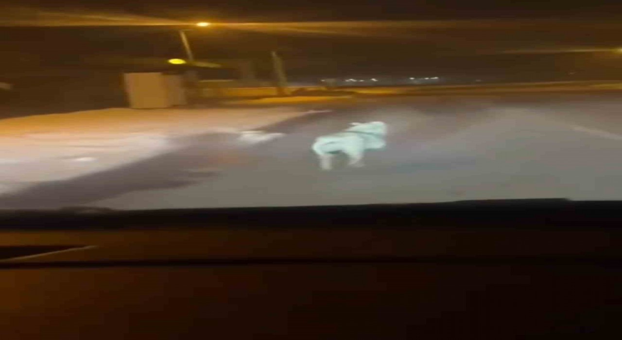 Şehre inen kurdu araçla kovaladı