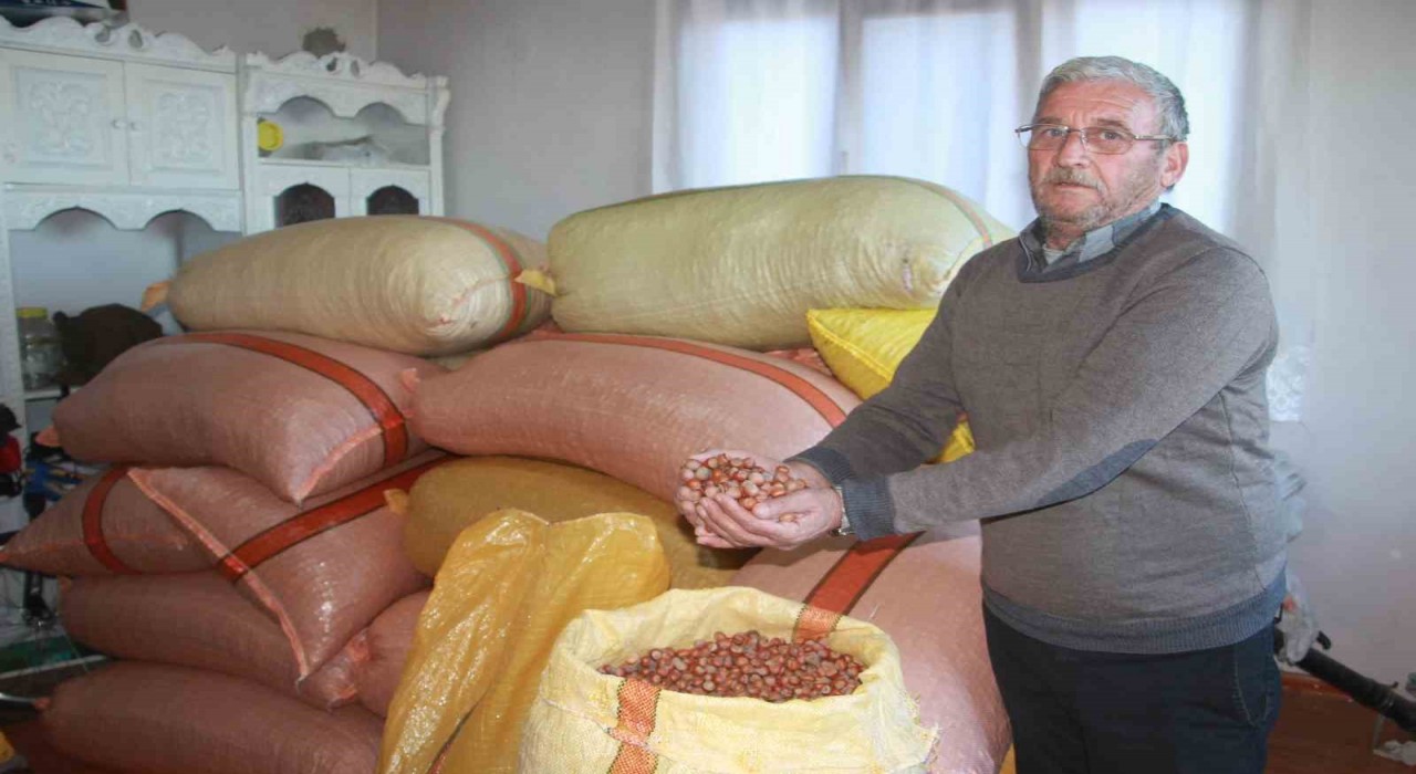Türkiye fındığının yüzde 15i üreticinin evinde