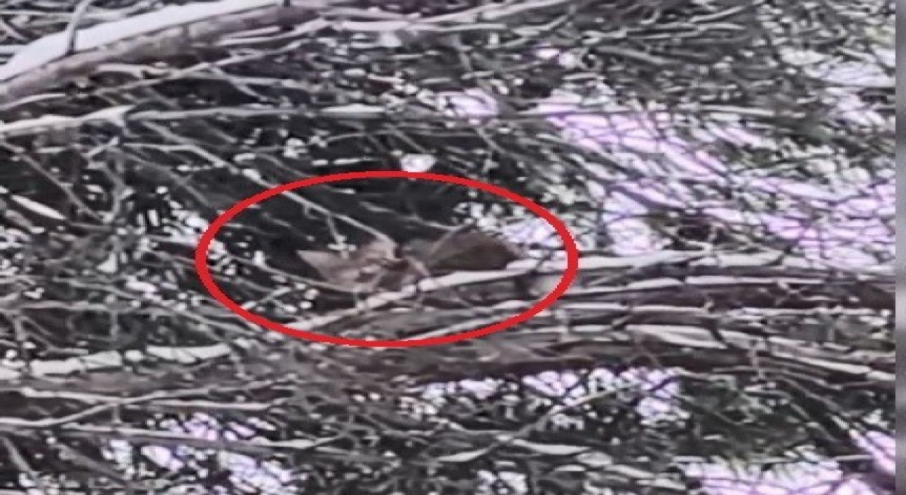 15 saat ağaçta mahsur kalan kediyi itfaiye kurtardı