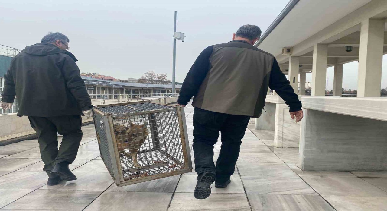 Aç kalan tilki Kocatepe Camiine sığındı