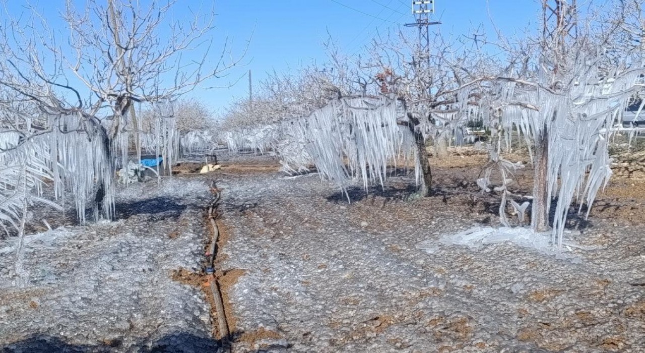 Adıyaman'da fıstık bahçesi buz tuttu