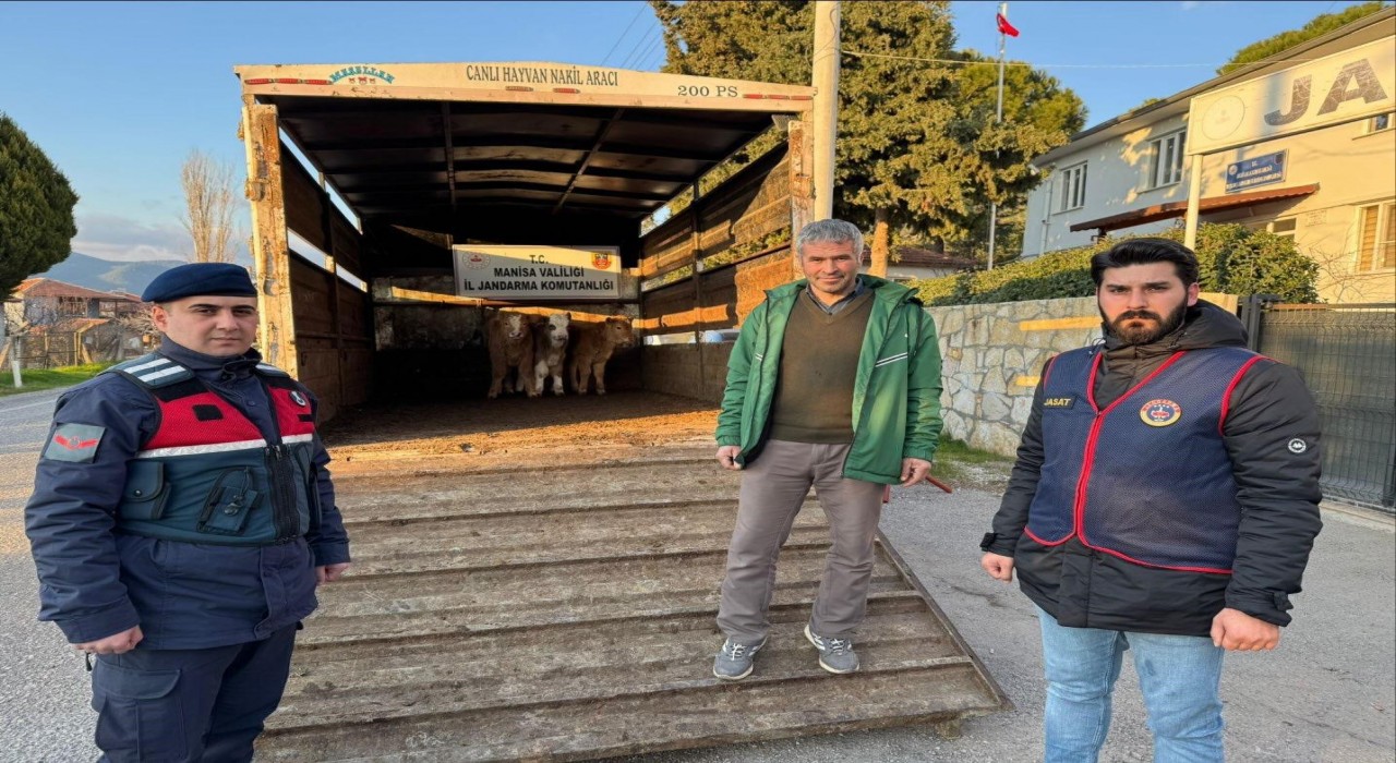 Akhisarda çalınıp Bigadiçte satılan buzağılar sahibine teslim edildi