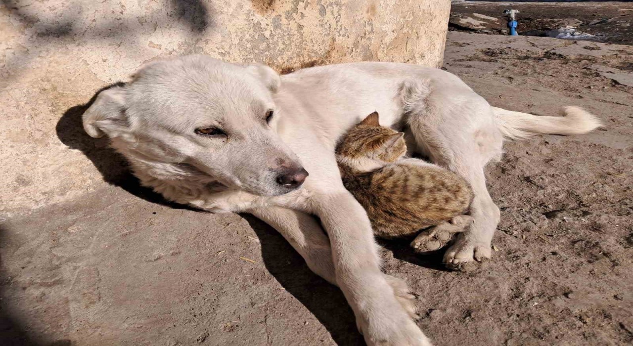 Akyakada kedi ve köpeğin dostluğu kamerada