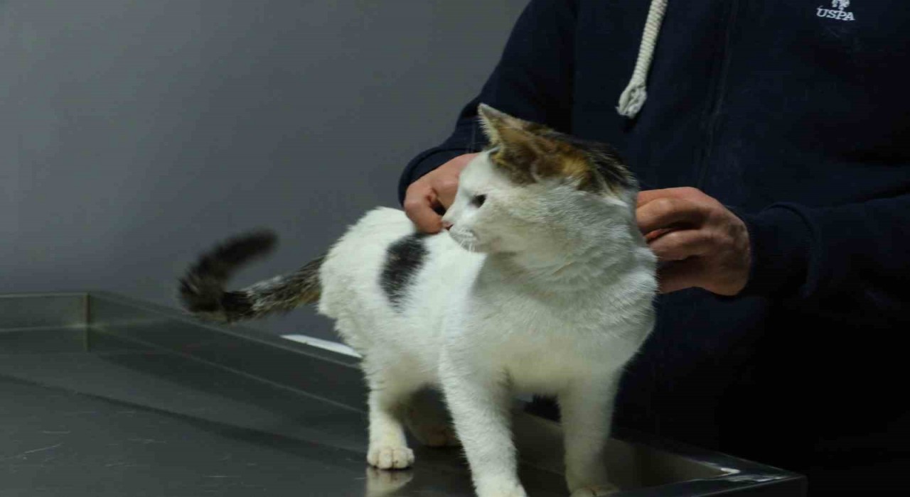 Ankarada sahibinin otoparktaki aracında 2 gün kilitli bıraktığı kedi sahiplendirilecek