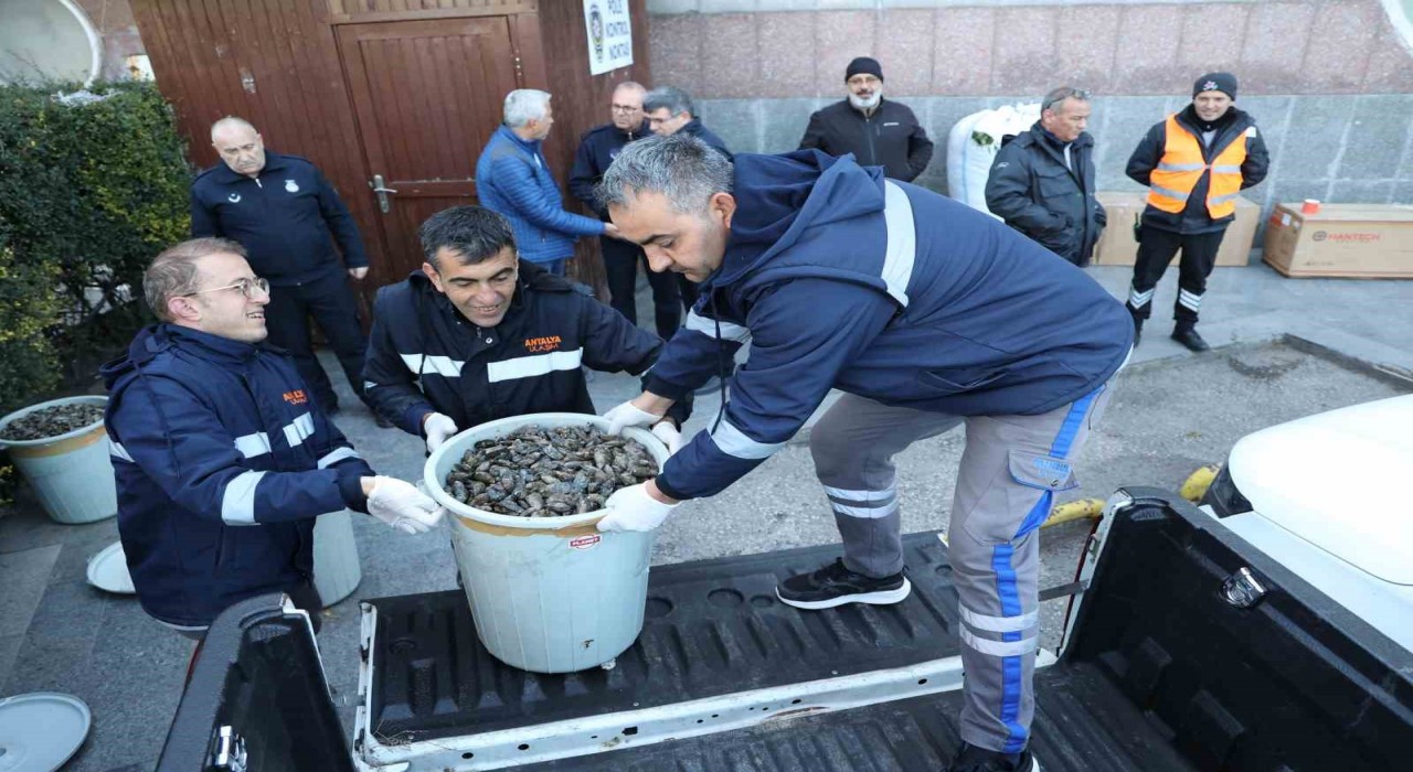 Antalya Otobüs Terminalinde 300 kilogram midyeye el konuldu