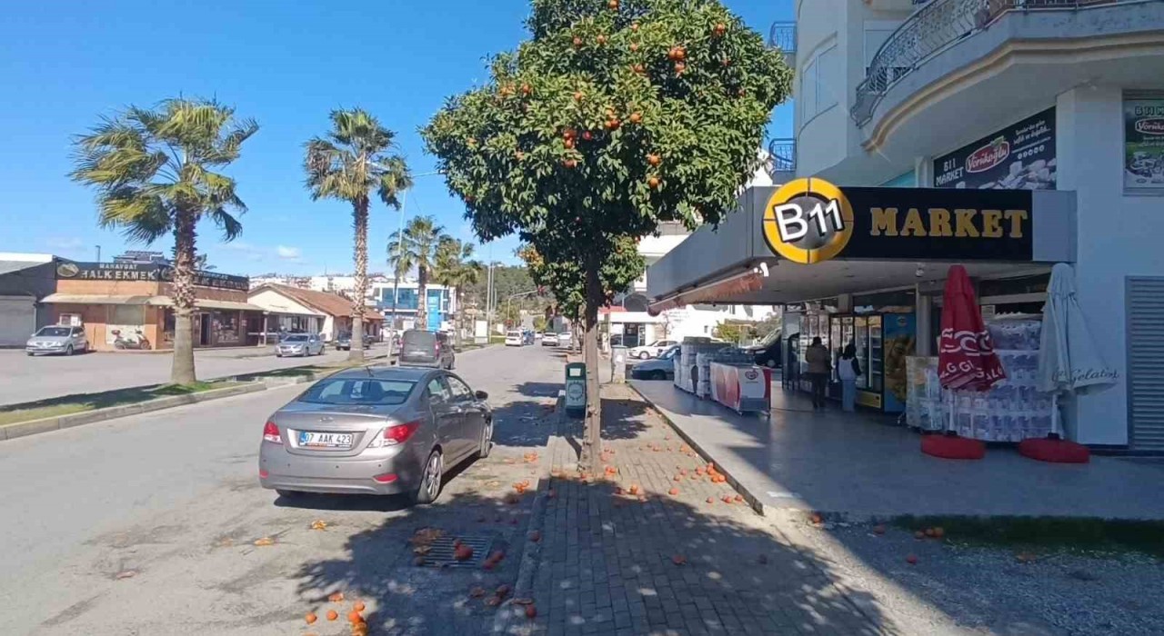 Antalyada şiddetli fırtına turunçları dallarından koparıp yola savurdu