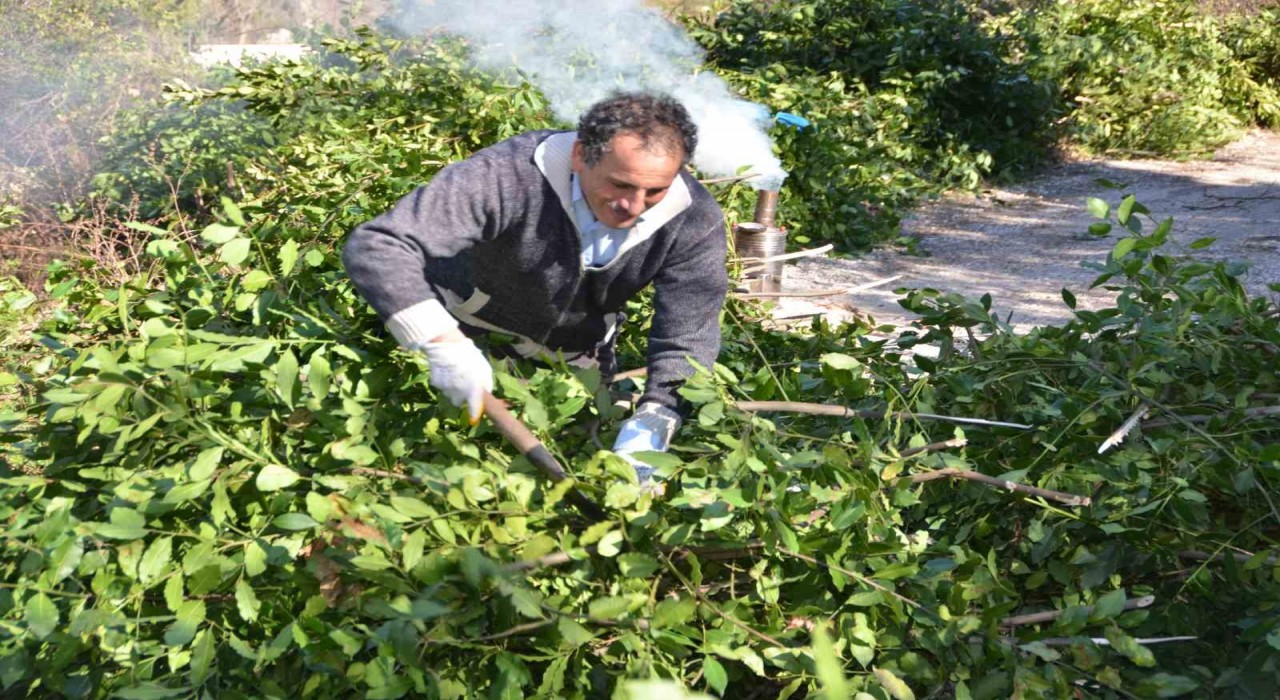 Antalyadan tüm dünyaya ihraç ediliyor: 300 ton defne yaprağı hasadı yapıldı