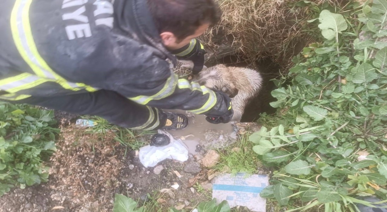 Arsuzda kuyuya düşen köpeği itfaiye kurtardı