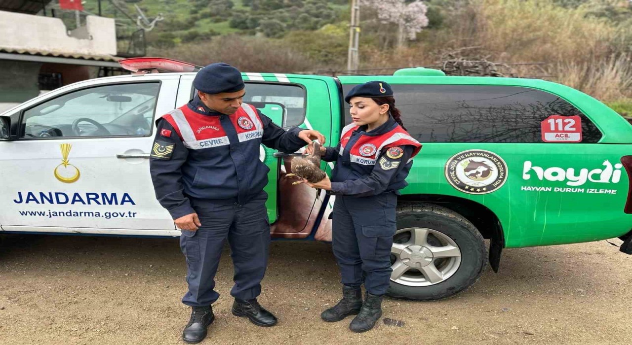 Aydında Kızıl Şahin yaralı halde bulundu