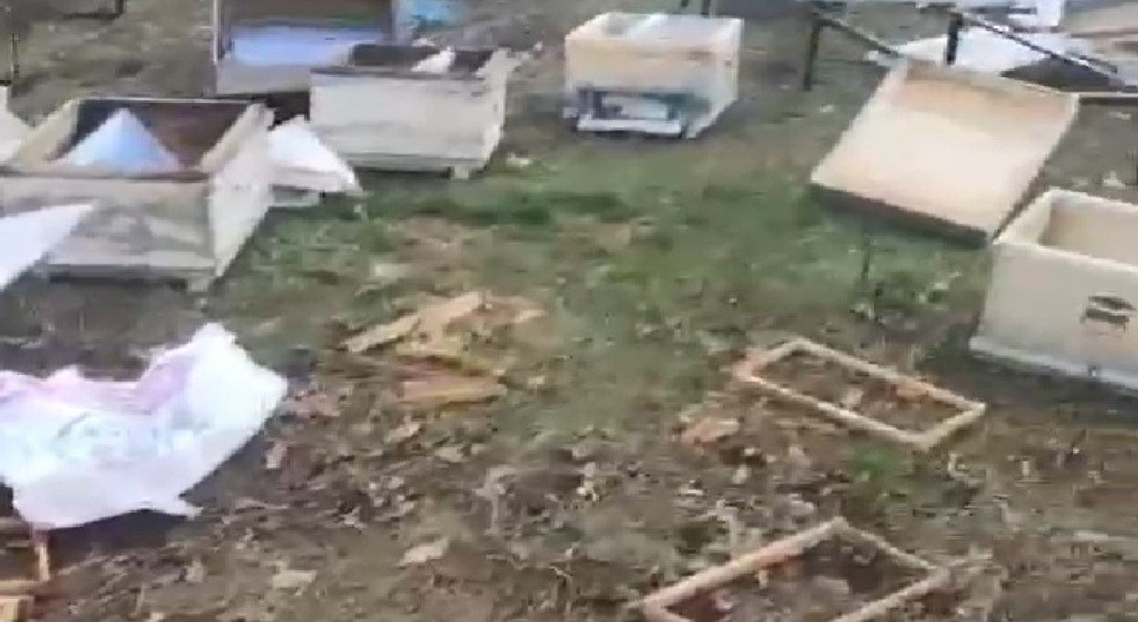 Balıkesirde ayıların arı kovanlarına saldırısı: Vatandaşlara uyarı