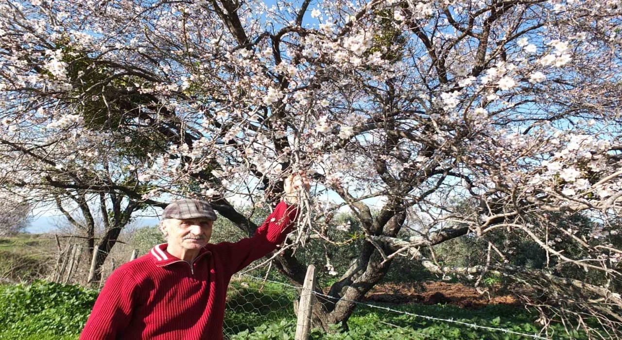 Balıkesirde bademler kış ortasında çiçek actı
