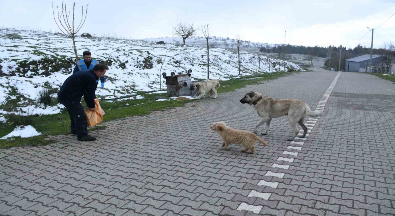Başkan Ahmet Akından sokaktaki canlara kış desteği