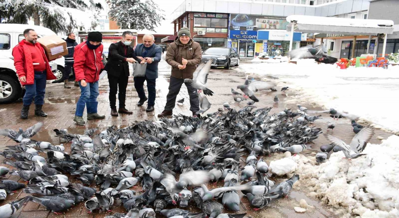 Başkan Kul, Sokak Hayvanlarını Besleme Çalışmasında
