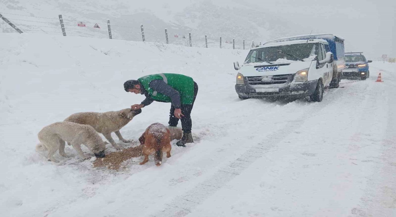 Canik Belediyesi Sokak Hayvanlarını Unutmadı