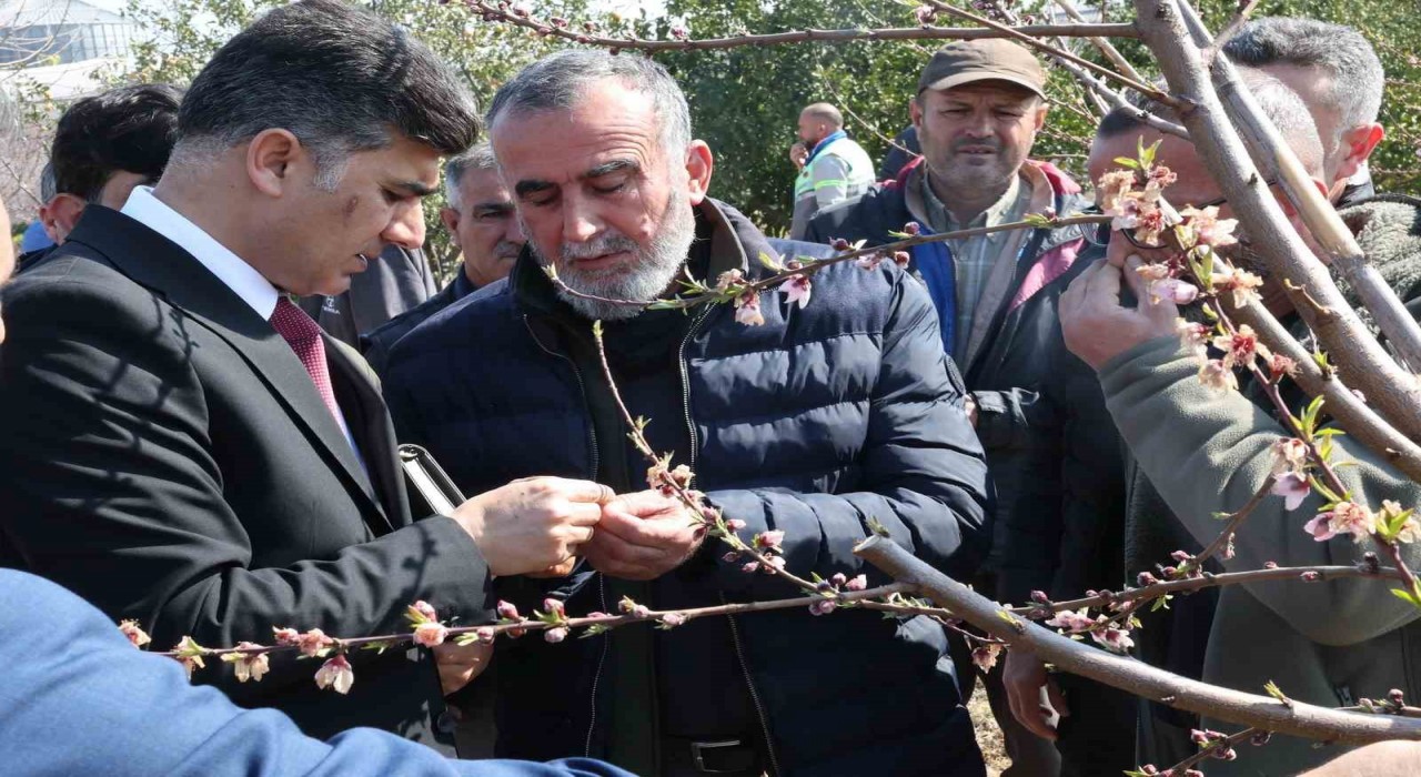 Başkan Vekili Şener, dondan zarar gören tarım arazilerinde incelemelerde bulundu
