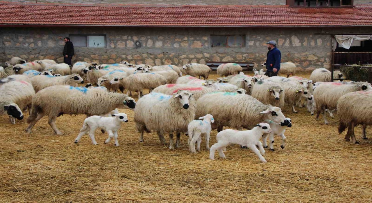 Bu koyunlar en az ikiz yavruluyor: 3 kilo doğan süt kuzuları 2,5 ayda 30 kiloya ulaşıyor