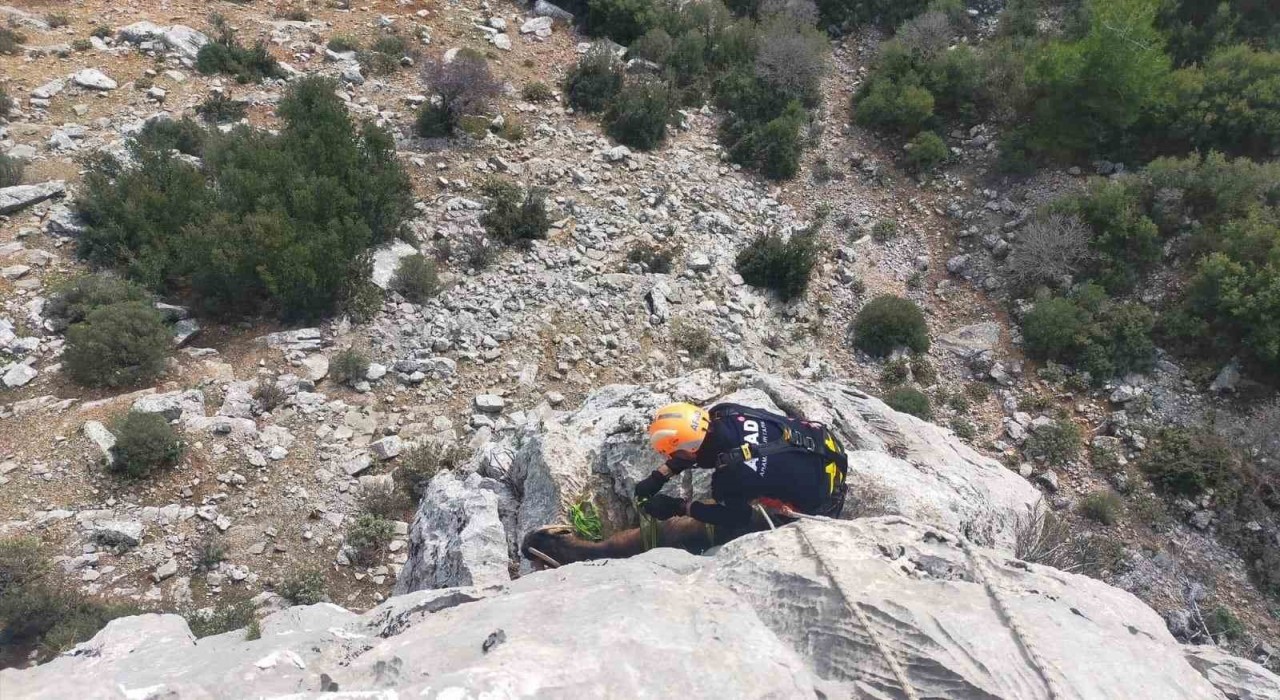 Burdurda dağlık alanda mahsur kalan keçileri AFAD ekipleri kurtardı