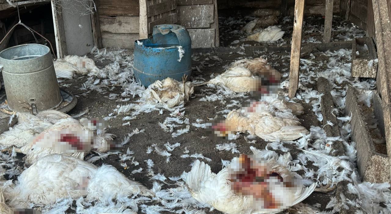 Bursada başıboş köpekler çiftlikteki koyun ve tavuklara saldırdı