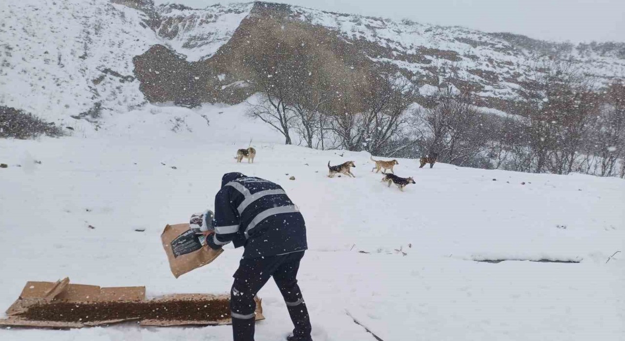 Büyükçekmece Belediyesi kar yağışı altında sokak hayvanlarını unutmadı