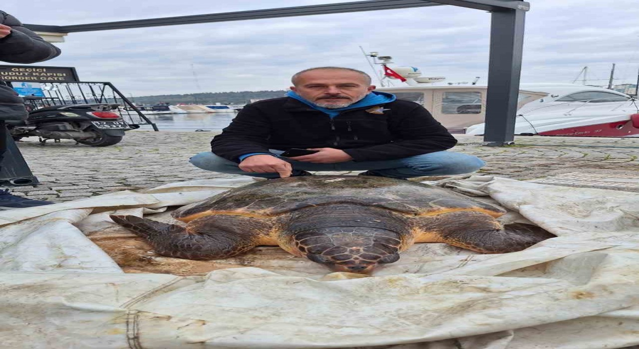 Çanakkale Boğazında yolunu şaşıran caretta caretta yat limanına girdi