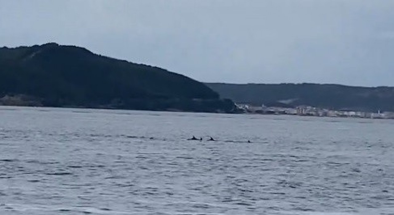 Çanakkale Boğazında yunuslardan görsel şölen