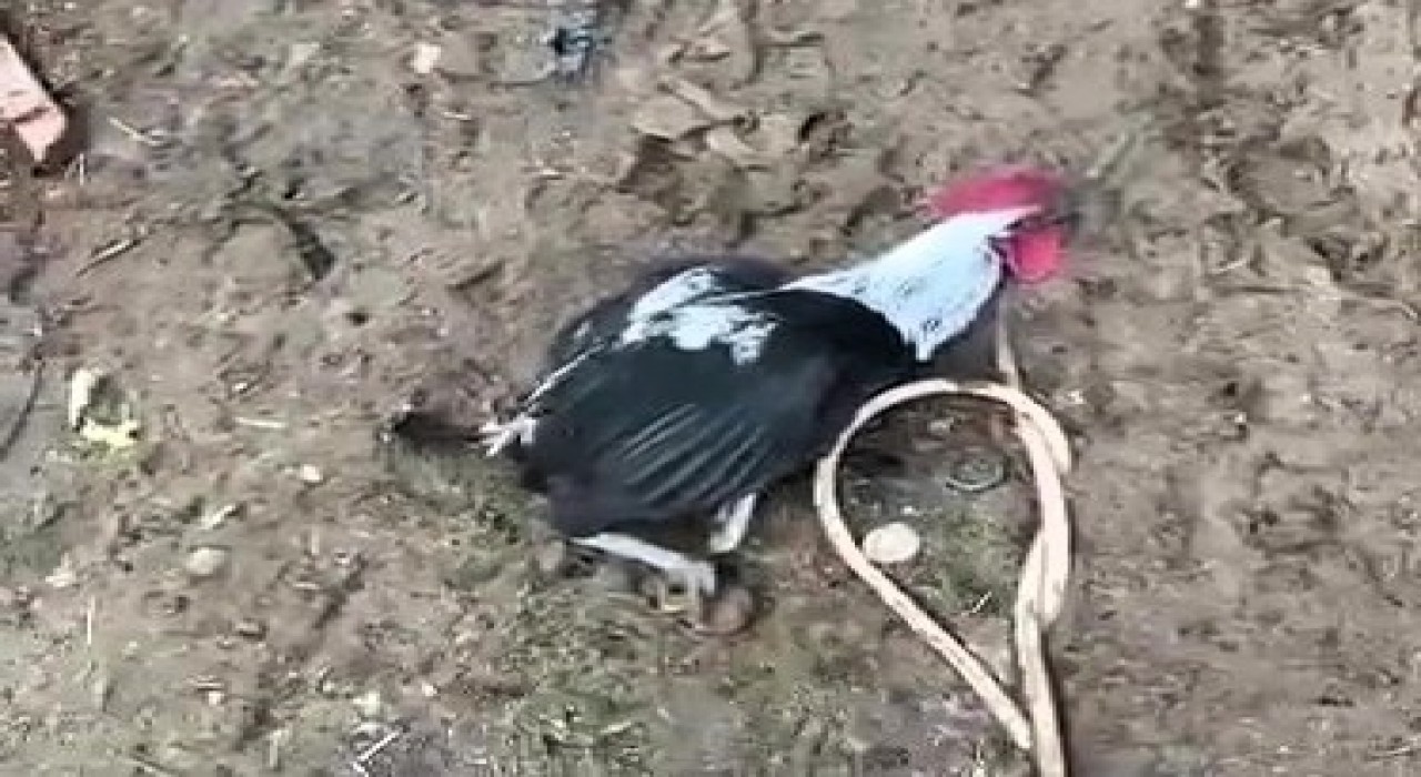 Denizlinin horozu bayılana kadar öttü