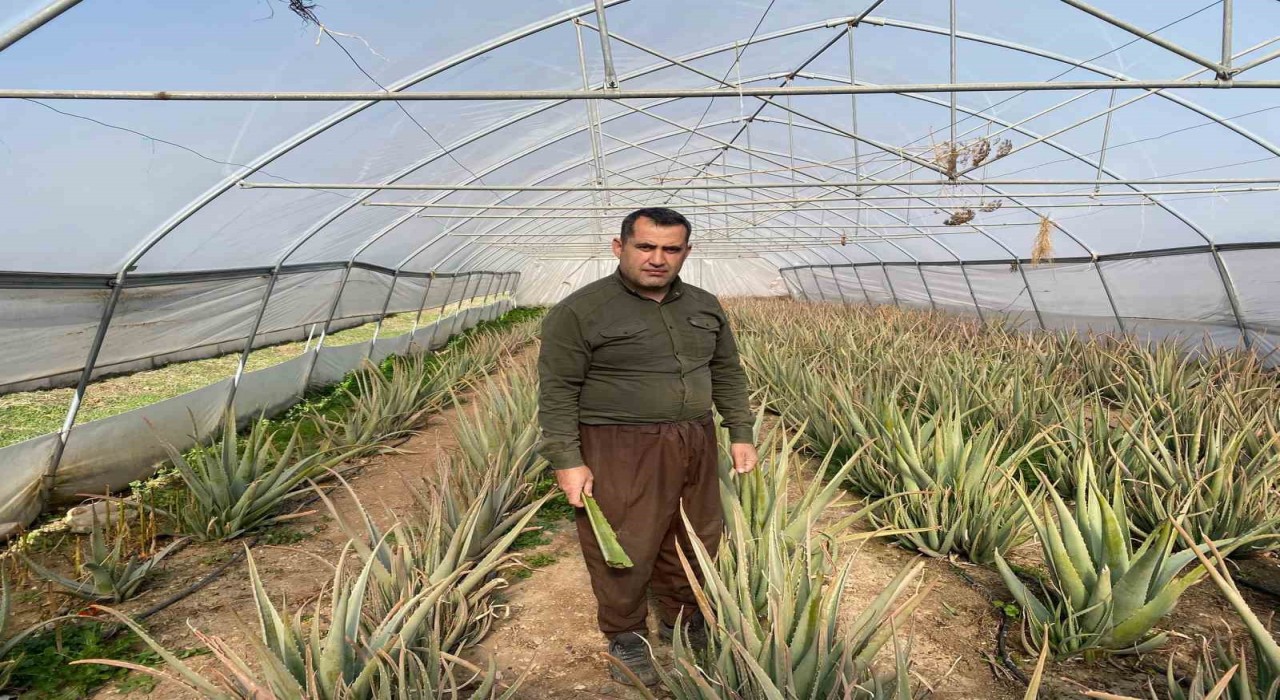 Derecikin aloe vera üreticisi pazarlama sıkıntısı yaşıyor