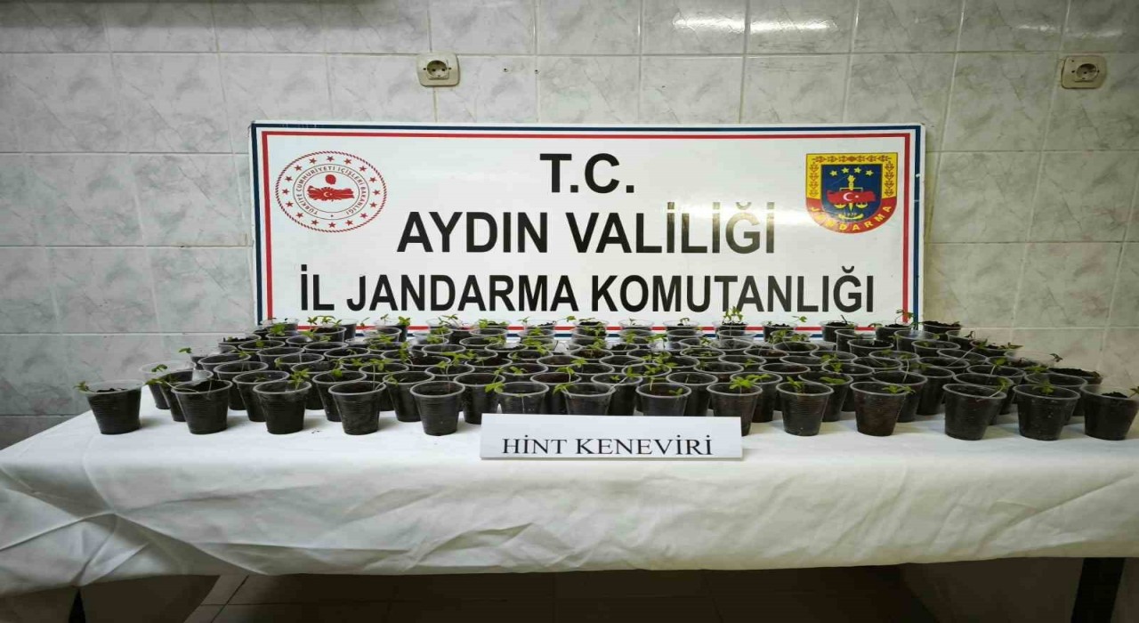 Didimde 130 adet saksıya ekilmiş Hint keneviri ele geçirildi