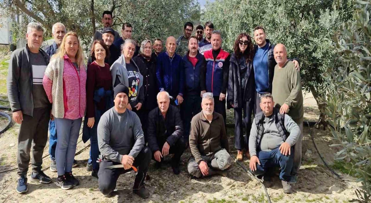 Didimde zeytin budama kursu kursiyerlerine uygulamalı eğitim
