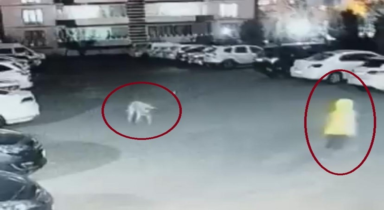 Diyarbakırda köpek saldırısını uğrayan kadın ve çocuk canını zor kurtardı