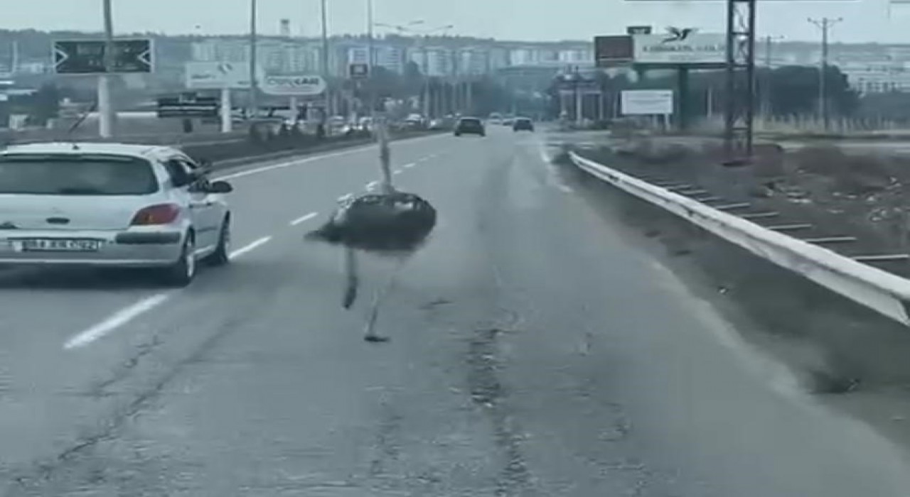 Diyarbakırda trafikte deve kuşu şaşkınlığı
