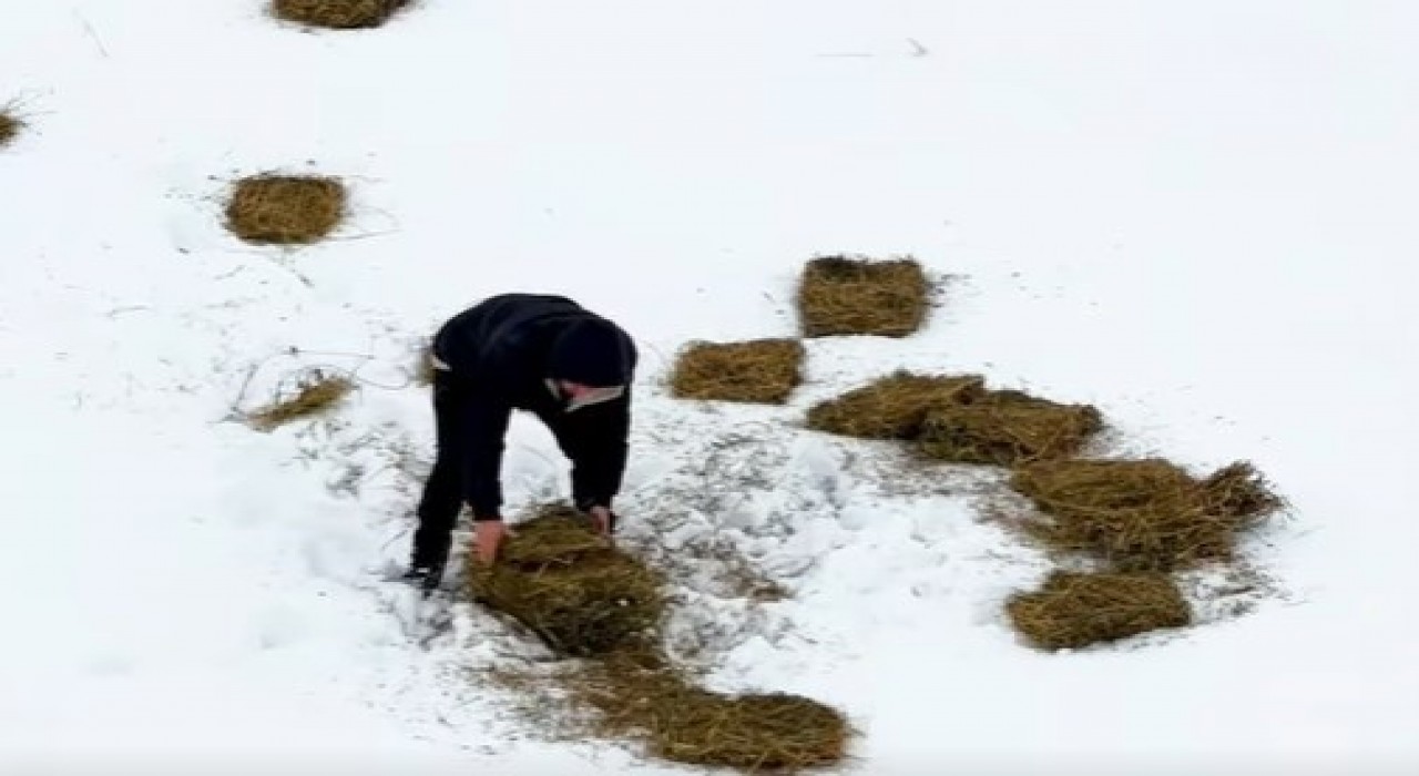 Doğuda yaban hayvanları için doğaya yem bırakıldı
